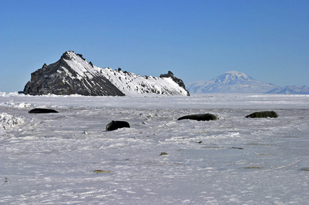 and seal are indistinguishable.
Photos by Cara Sucher.