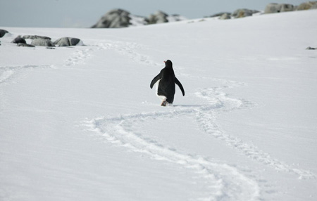 Photographed by Scott Sternbach on the Antarctic Peninsula.